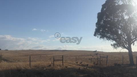 Terreno rústico com 4.5ha, Casével, Castro Verde
