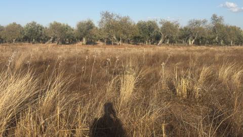 Terreno rústico com 4.5ha, Casével, Castro Verde