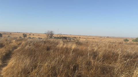 Terreno rústico com 4.5ha, Casével, Castro Verde