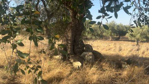 Terreno rústico com 4.5ha, Casével, Castro Verde