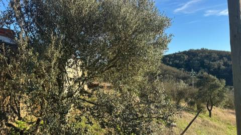 2 Moradias para recuperar em Terreno com 12000m2-Santana da Serra