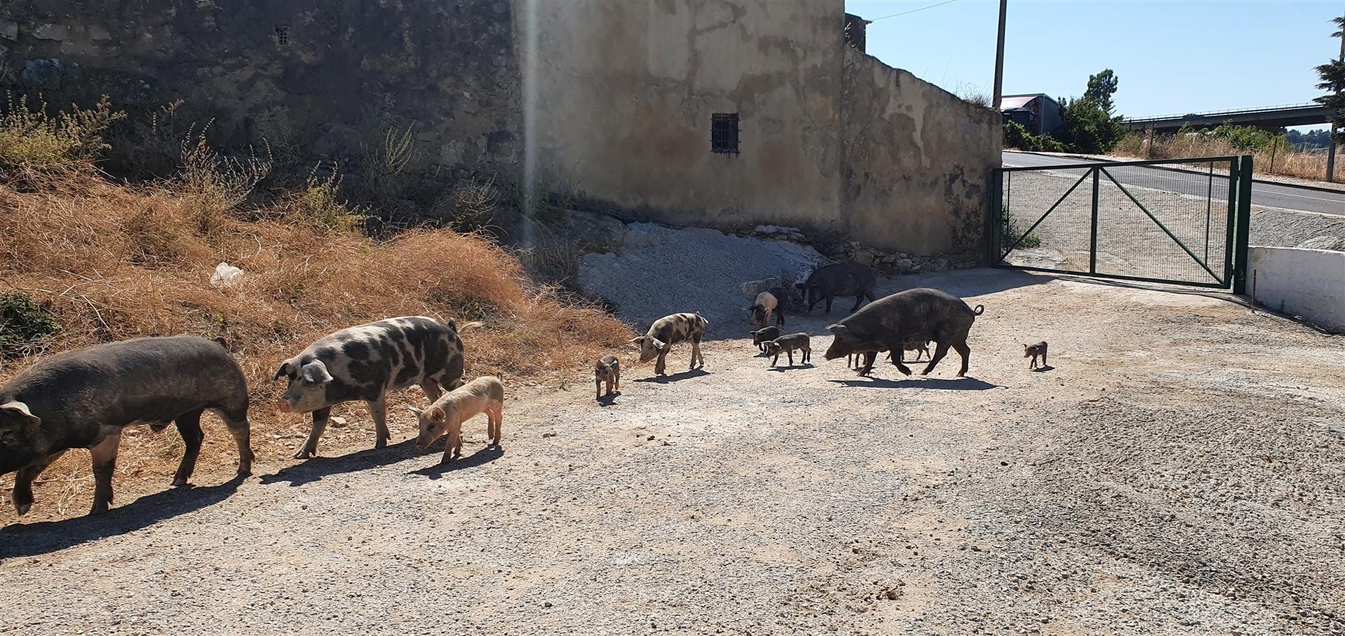 Lote de Terreno  Venda em Barcarena,Oeiras