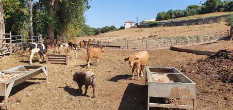 Lote de Terreno  Venda em Barcarena,Oeiras