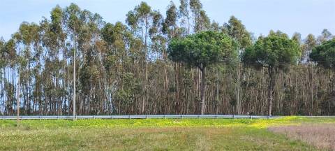 Terreno urbanizável para venda em Taipadas - Canha - Montijo