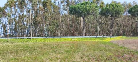 Terreno urbanizável para venda em Taipadas - Canha - Montijo