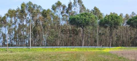 Terreno urbanizável para venda em Taipadas - Canha - Montijo