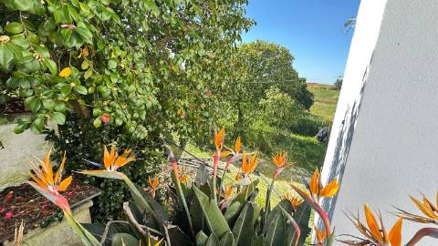 Quinta T3 com 3.780m2 Terreno, Pomar, Poço e Tranquilidade a 50 minutos de Lisboa em Vendas Novas