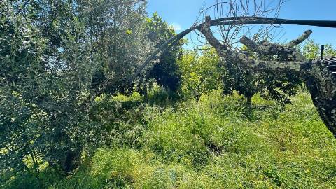 Quinta T3 com 3.780m2 Terreno, Pomar, Poço e Tranquilidade a 50 minutos de Lisboa em Vendas Novas