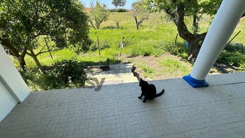 Quinta T3 com 3.780m2 Terreno, Pomar, Poço e Tranquilidade a 50 minutos de Lisboa em Vendas Novas