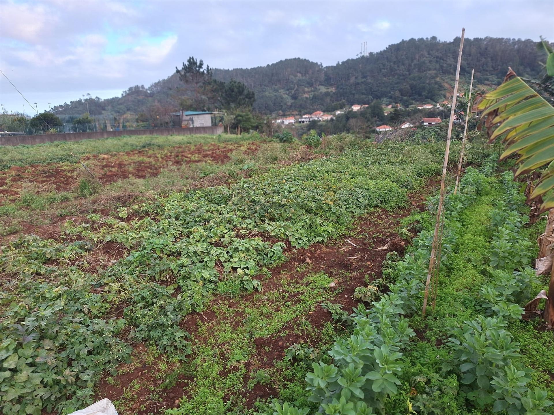Madeira | Terreno com Potencial Extraordinário e Vista Mar