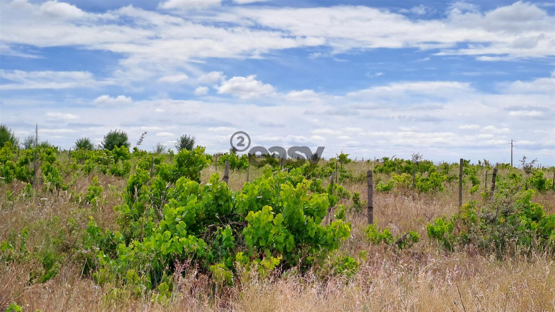 Vinha com 3 hectares na Região Vinícola da Vidigueira