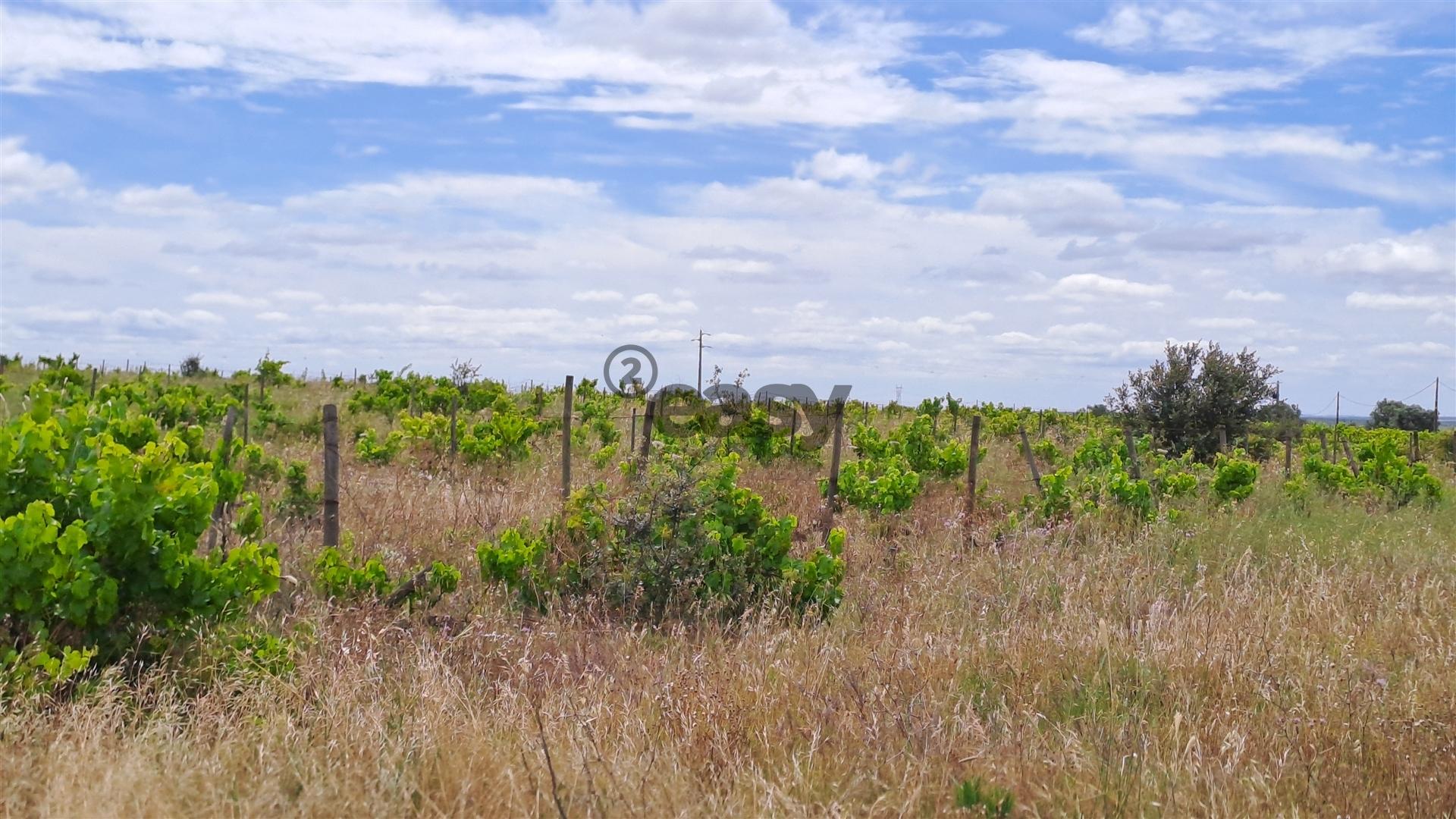 Vinha com 3 hectares na Região Vinícola da Vidigueira