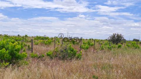 Vinha com 3 hectares na Região Vinícola da Vidigueira