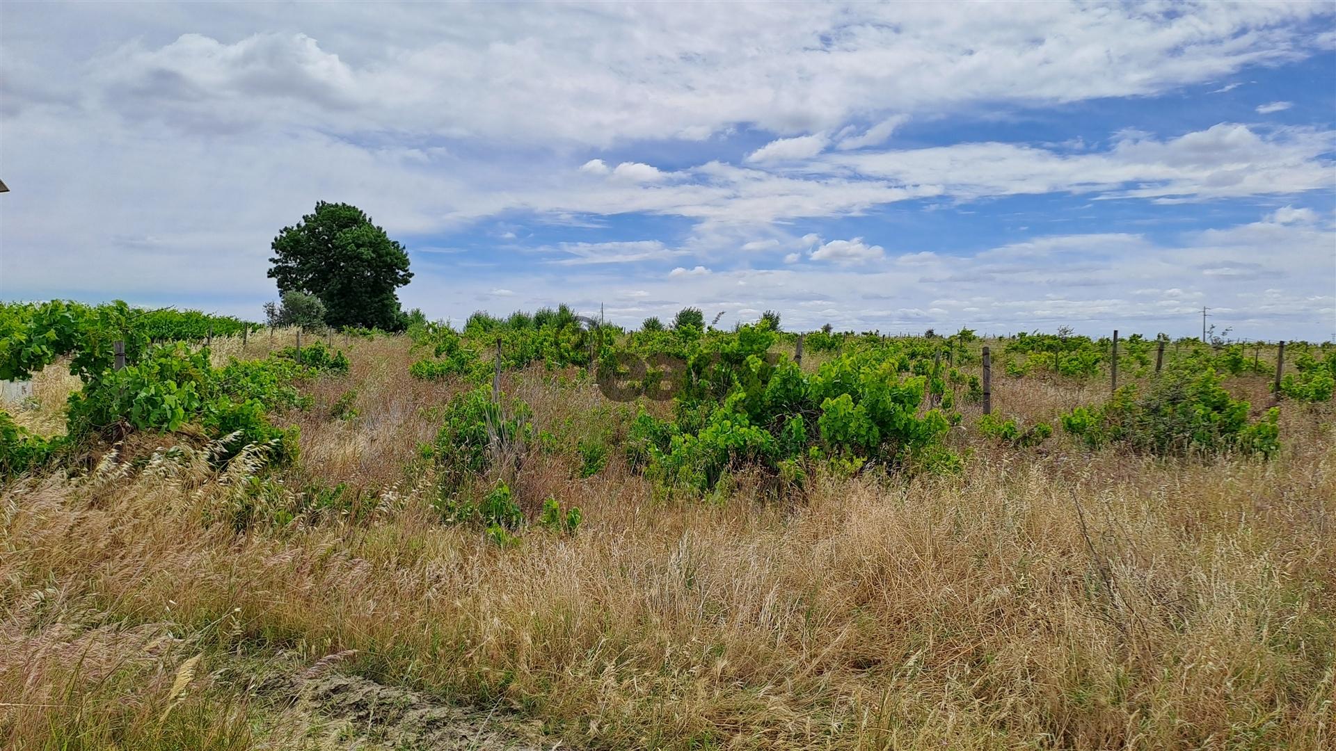 Vinha com 3 hectares na Região Vinícola da Vidigueira