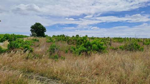 Vinha com 3 hectares na Região Vinícola da Vidigueira