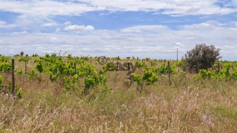 Vinha com 3 hectares na Região Vinícola da Vidigueira