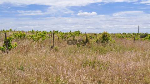 Vinha com 3 hectares na Região Vinícola da Vidigueira