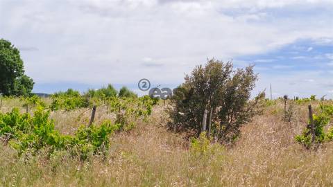 Vinha com 3 hectares na Região Vinícola da Vidigueira