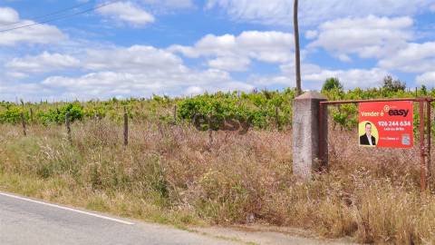 Vinha com 3 hectares na Região Vinícola da Vidigueira