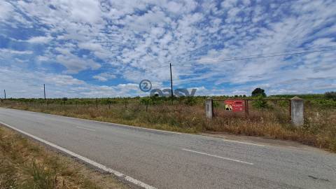 Vinha com 3 hectares na Região Vinícola da Vidigueira