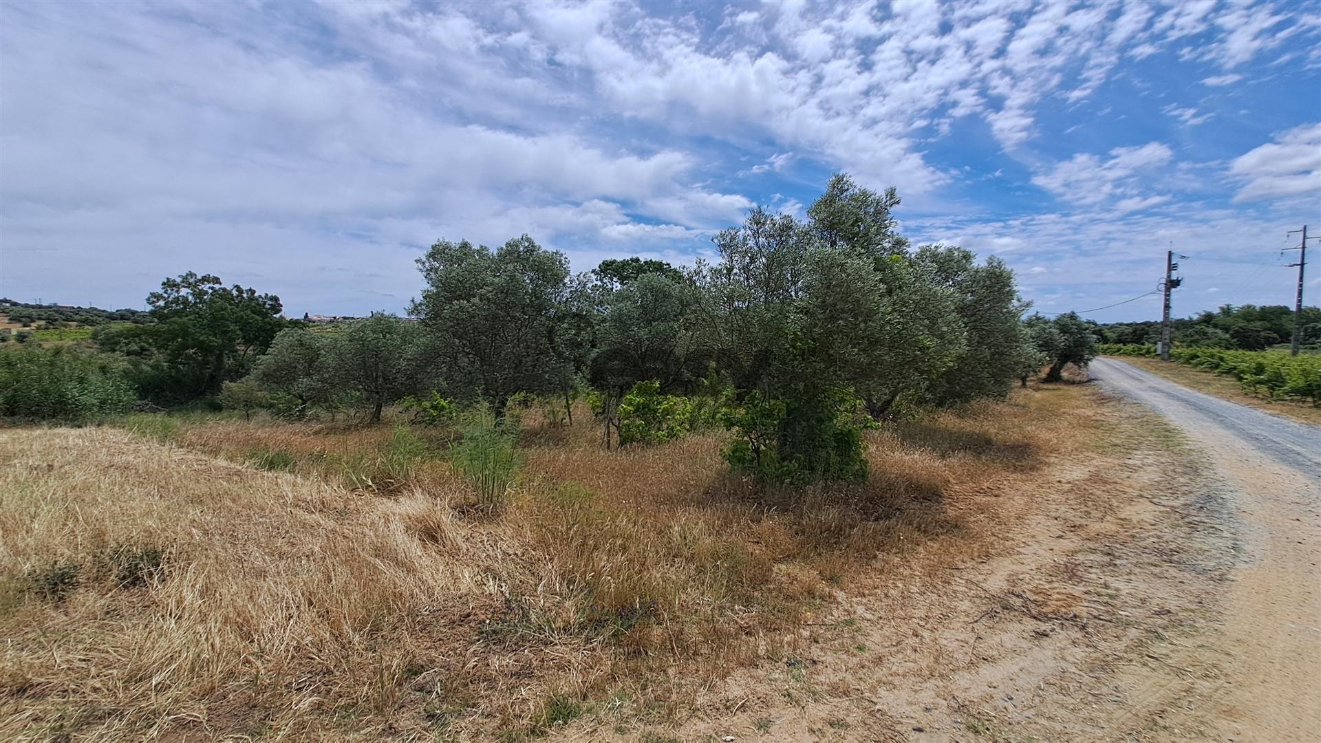Terreno rústico com 5.250 m2 com Oliveiras e Pé de Vinha