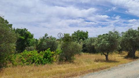 Terreno rústico com 5.250 m2 com Oliveiras e Pé de Vinha