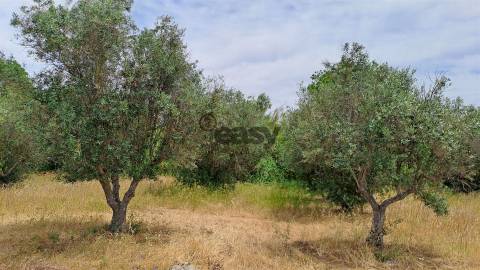 Terreno rústico com 5.250 m2 com Oliveiras e Pé de Vinha
