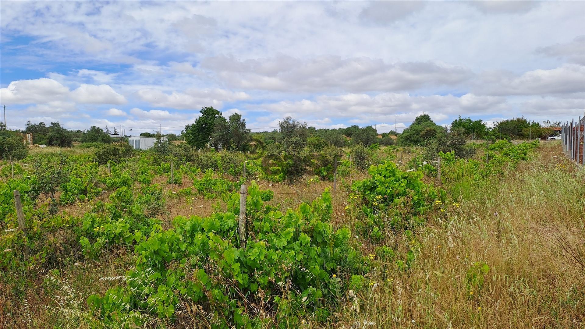 Terreno Rústico para Venda na Vidigueira, com 5.000 m²