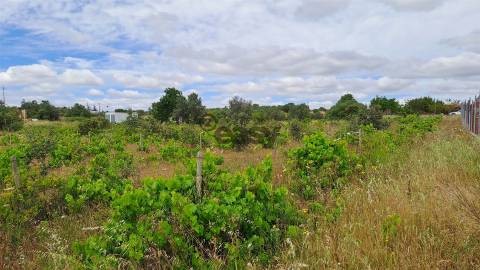 Terreno Rústico para Venda na Vidigueira, com 5.000 m²