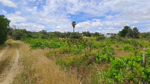 Terreno Rústico para Venda na Vidigueira, com 5.000 m²
