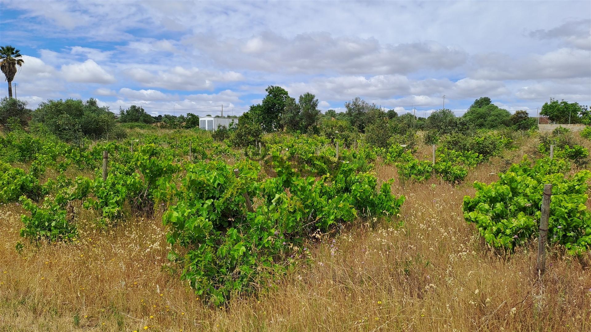 Terreno Rústico para Venda na Vidigueira, com 5.000 m²