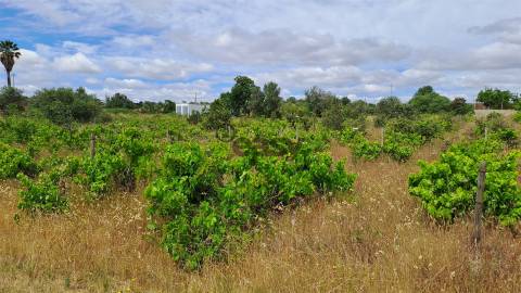 Terreno Rústico para Venda na Vidigueira, com 5.000 m²