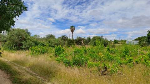 Terreno Rústico para Venda na Vidigueira, com 5.000 m²