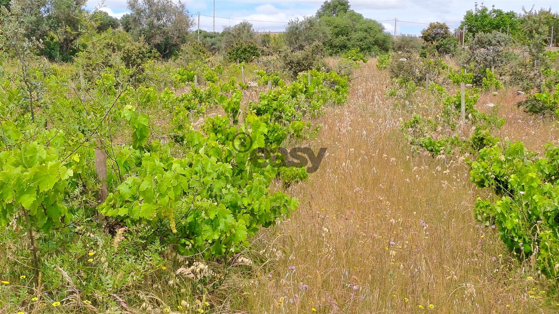 Terreno Rústico para Venda na Vidigueira, com 5.000 m²