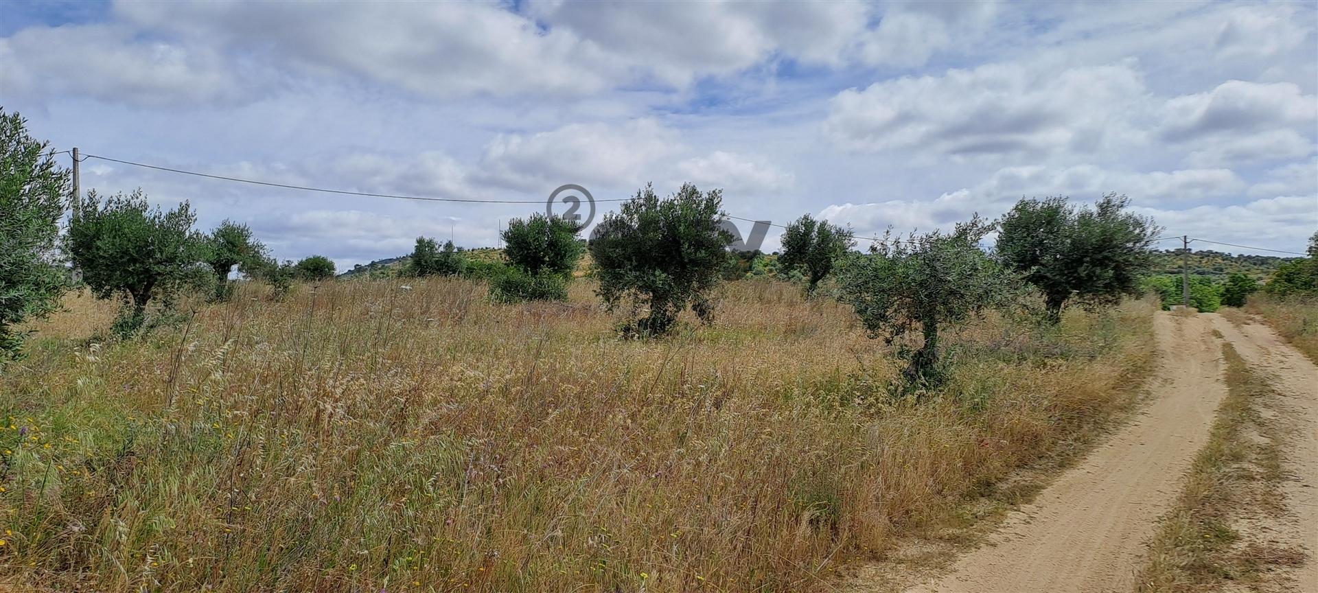 Terreno Rústico para Venda na Vidigueira com 10 000 m²