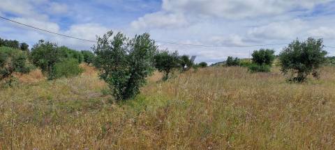 Terreno Rústico para Venda na Vidigueira com 10 000 m²
