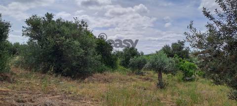Terreno Rústico para Venda na Vidigueira com 10 000 m²