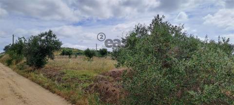 Terreno Rústico para Venda na Vidigueira com 10 000 m²
