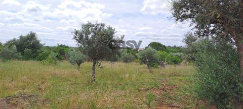 Terreno Rústico para Venda na Vidigueira com 10 000 m²