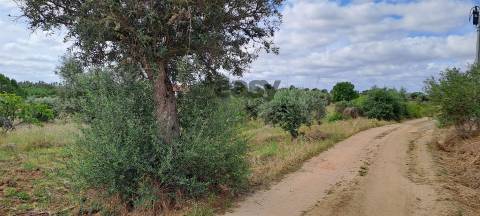 Terreno Rústico para Venda na Vidigueira com 10 000 m²