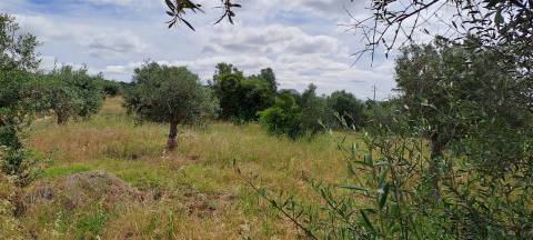 Terreno Rústico para Venda na Vidigueira com 10 000 m²