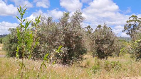 Terreno Rústico para Venda em Vidigueira, com 6 750 m².