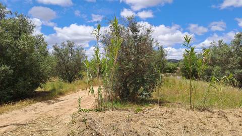 Terreno Rústico para Venda em Vidigueira, com 6 750 m².