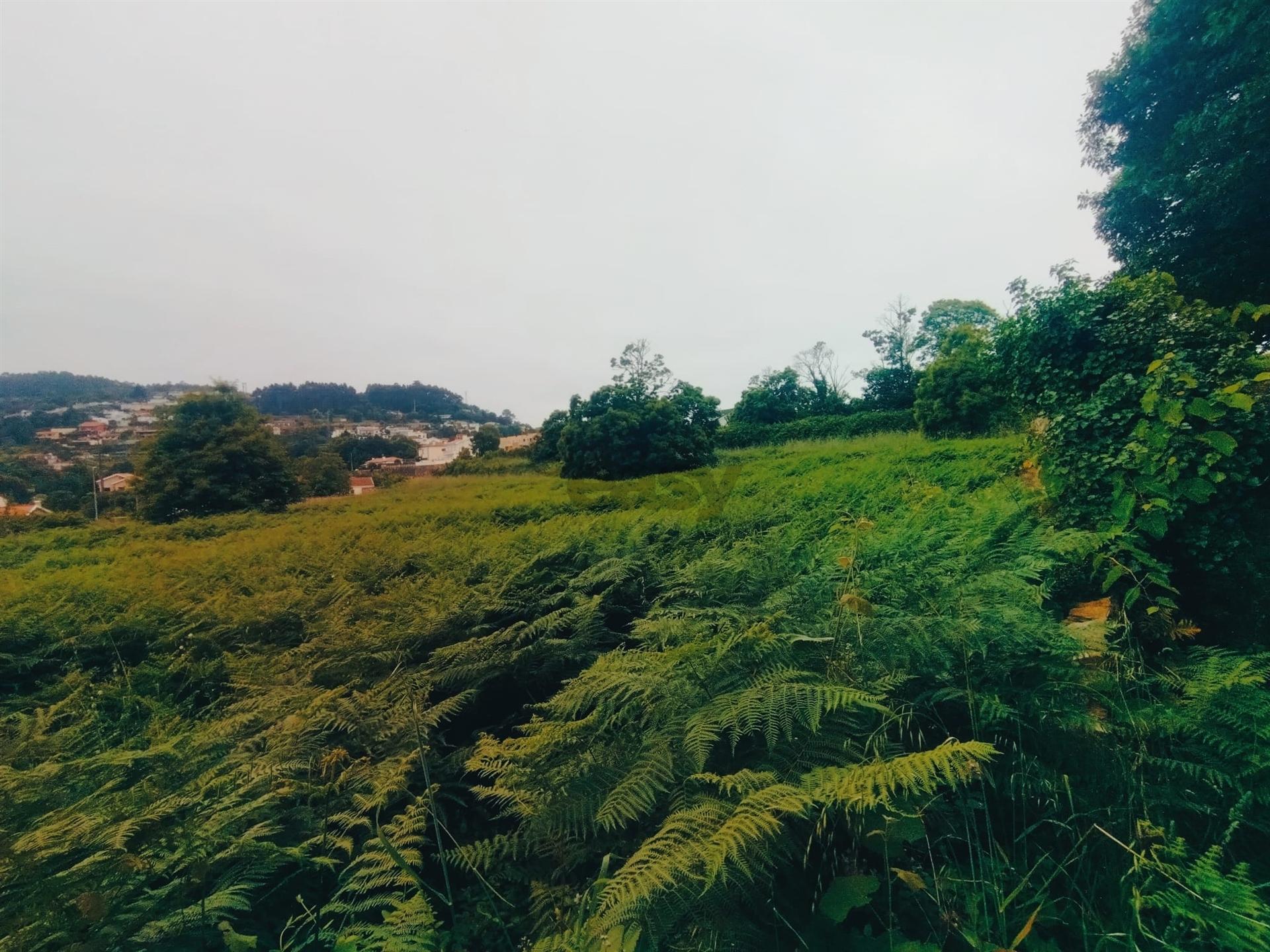 Terreno de Luxo em Caminha (5.000 m²) | Investimento Premium