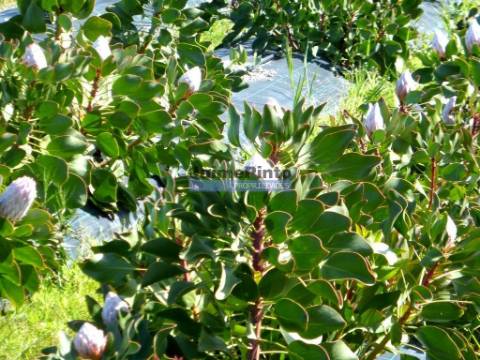 10 Ha terra plantações verduras e casa. Portugal, Algarve, Lagos