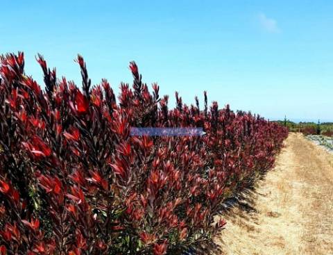 10 Ha terra plantações verduras e casa. Portugal, Algarve, Lagos