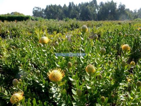 10 Ha terra plantações verduras e casa. Portugal, Algarve, Lagos