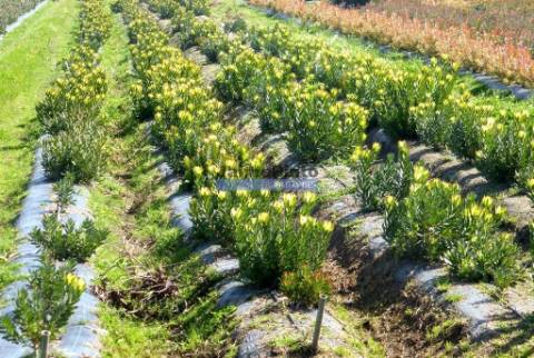 10 Ha terra plantações verduras e casa. Portugal, Algarve, Lagos