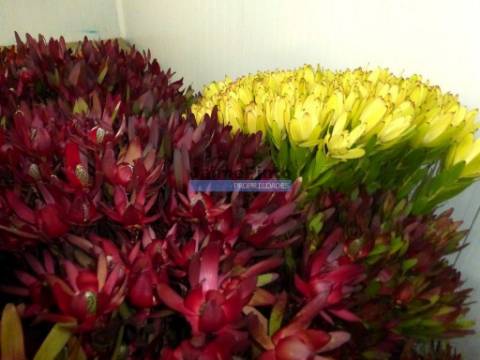 10 Ha terra plantações verduras e casa. Portugal, Algarve, Lagos