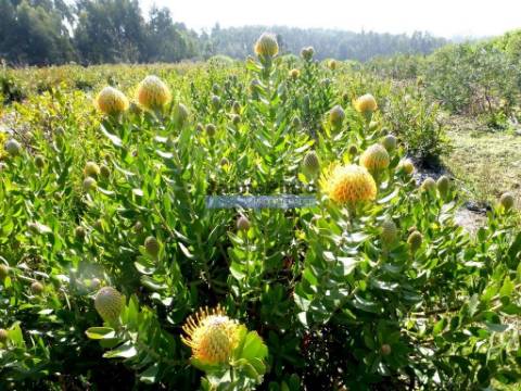 10 Ha terra plantações verduras e casa. Portugal, Algarve, Lagos